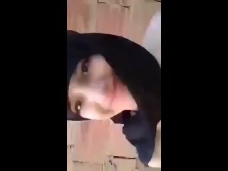 super cute muslim slut fucked in niqab